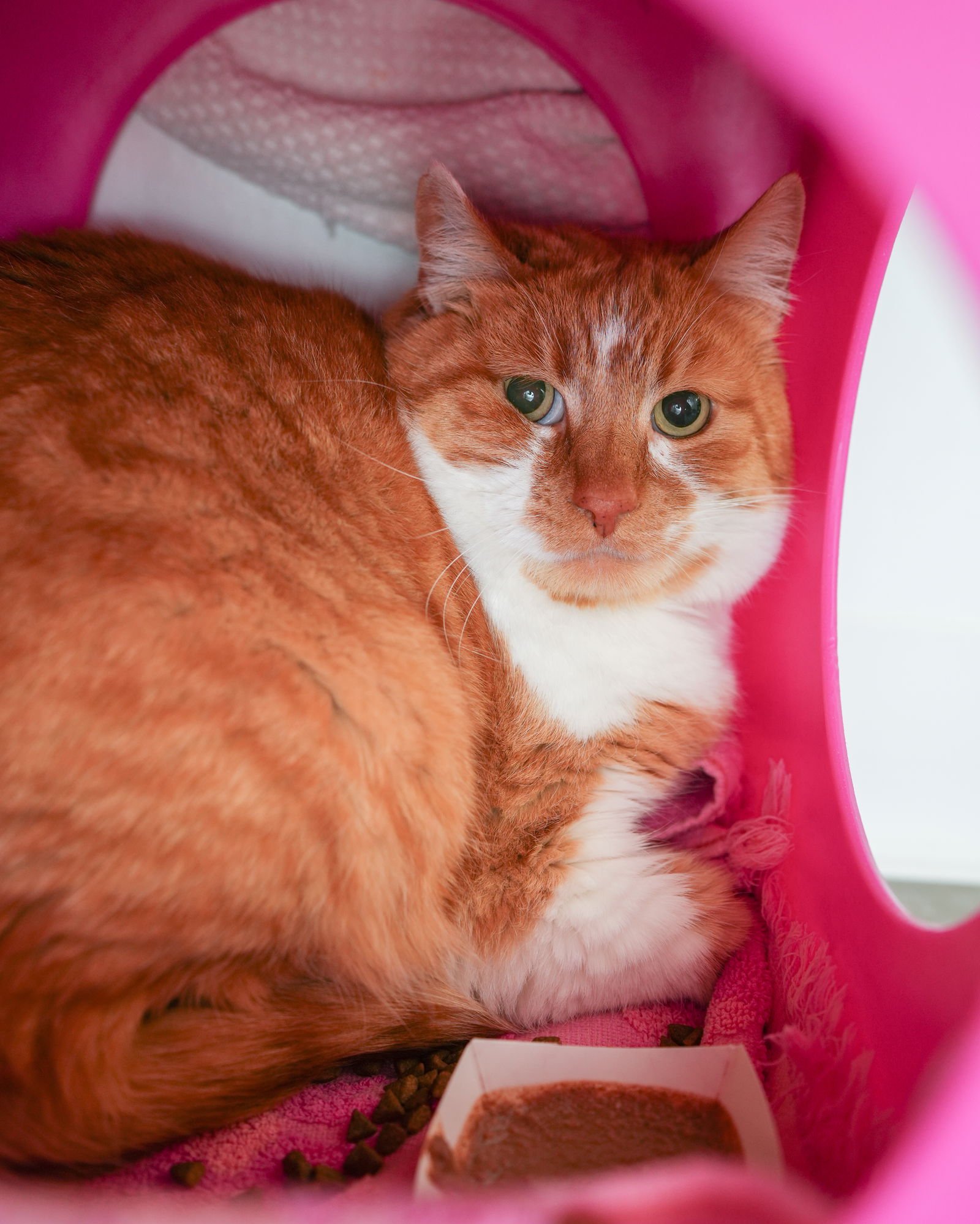 COLBY - Domestic Short Hair available for adoption