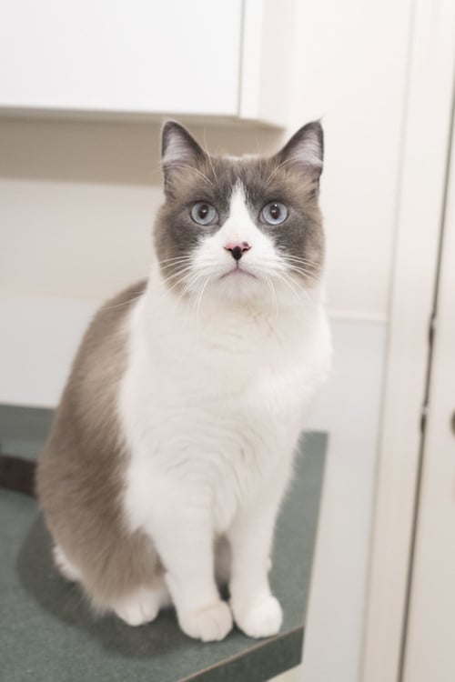 MARC ANTONY - Domestic Short Hair available for adoption
