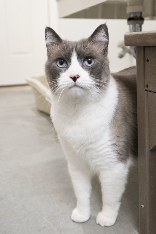 MARC ANTONY - Domestic Short Hair available for adoption
