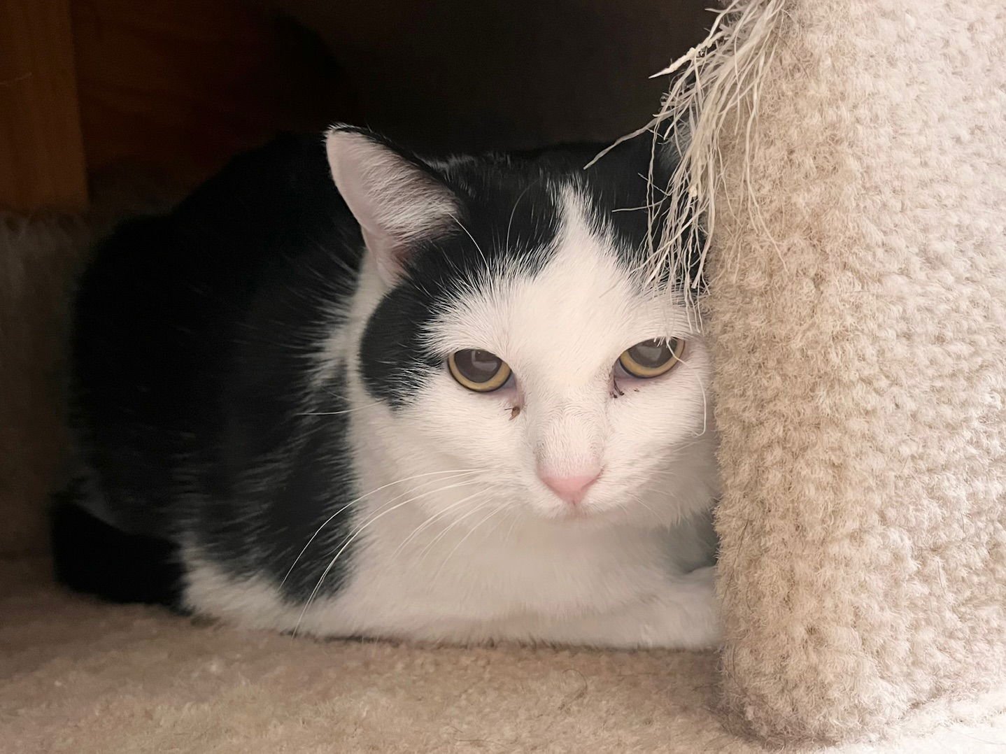 DORA - Domestic Short Hair for adoption in Boise