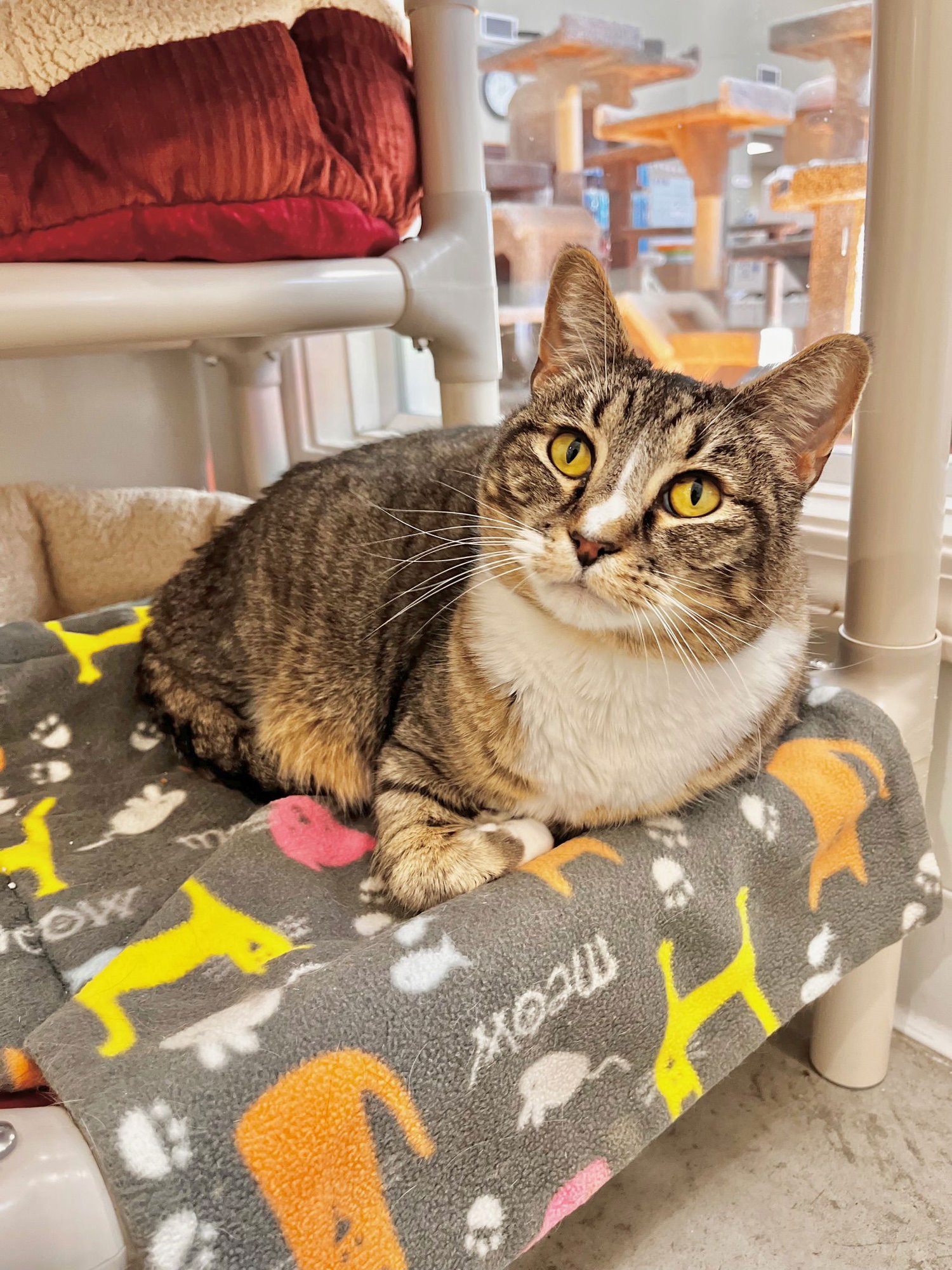 MAYNARD - Domestic Short Hair for adoption in Boise