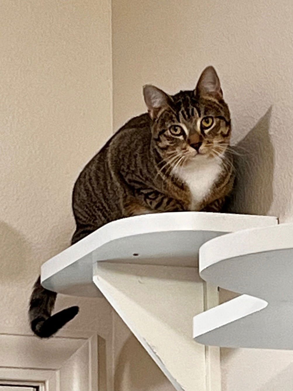 CINDER - Domestic Short Hair available for adoption