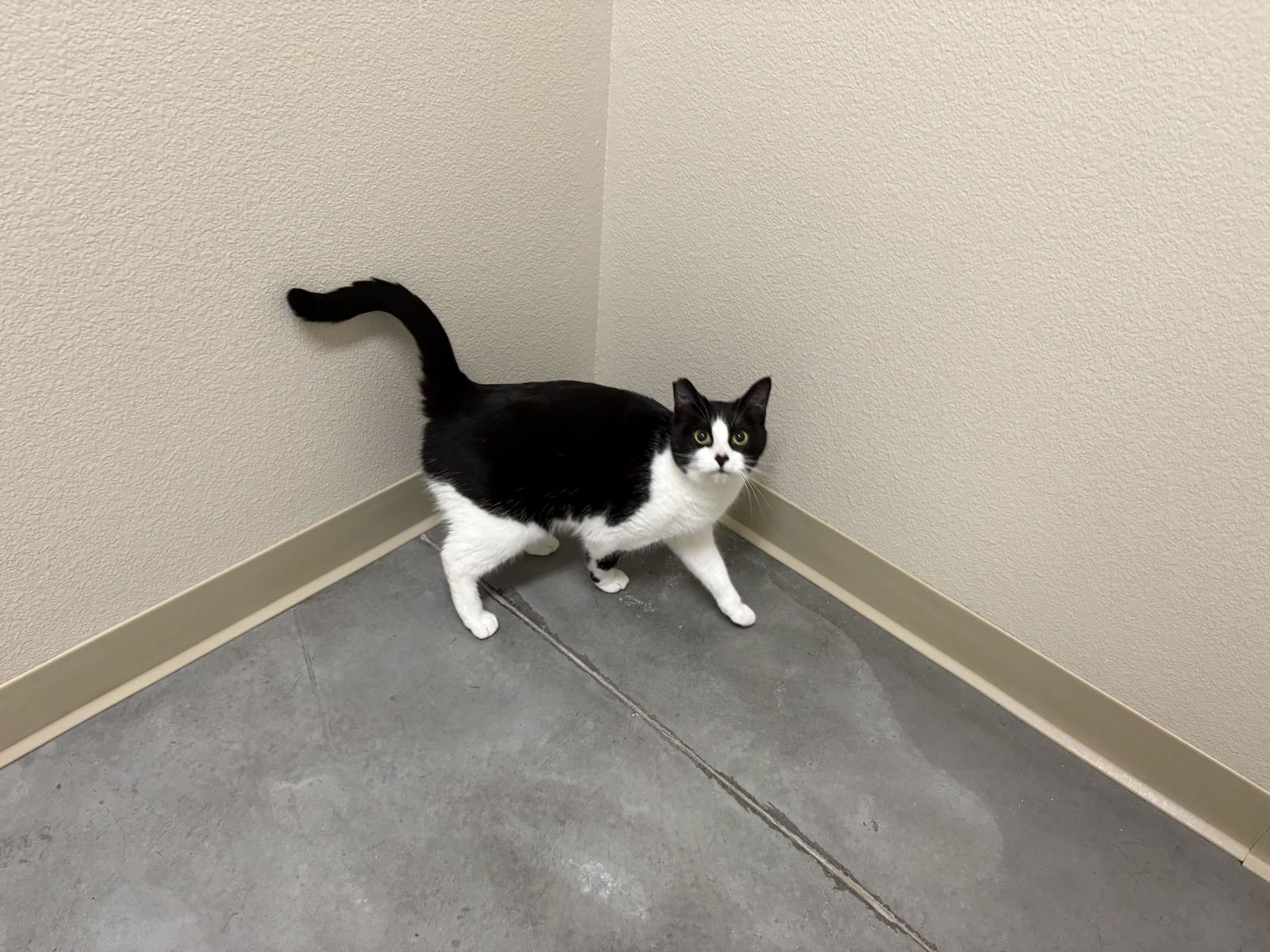 CLOVER - Domestic Short Hair available for adoption