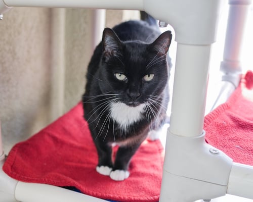 MITTY - Domestic Short Hair available for adoption