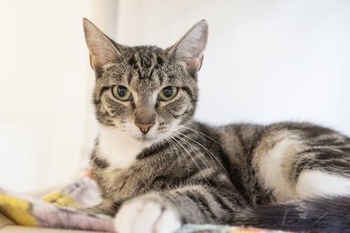 ETHEL - Domestic Short Hair available for adoption