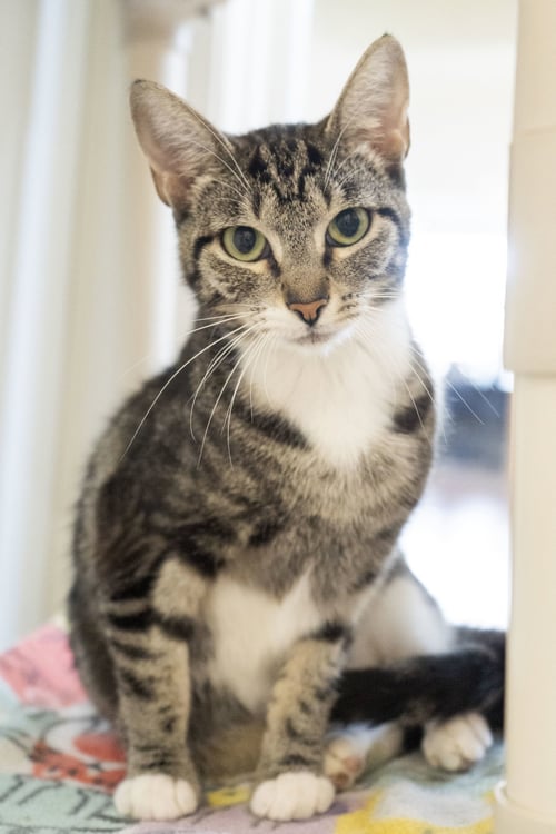 ETHEL - Domestic Short Hair available for adoption