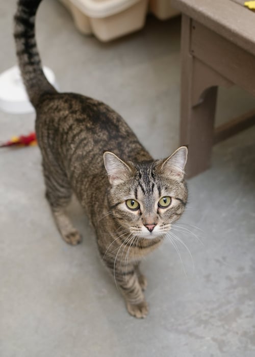 CRICKET - Domestic Short Hair available for adoption