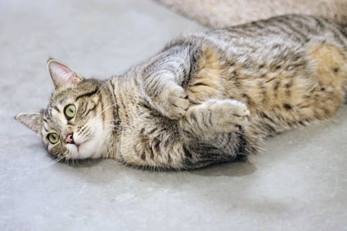 CRICKET - Domestic Short Hair available for adoption