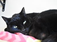Zorro - Photo 3