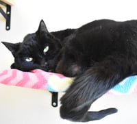 Zorro - Photo 2
