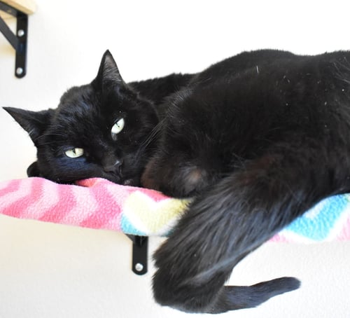 ZORRO - Domestic Short Hair available for adoption