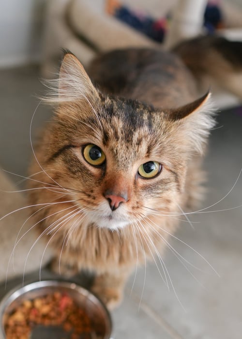 SCOOTER - Domestic Long Hair available for adoption