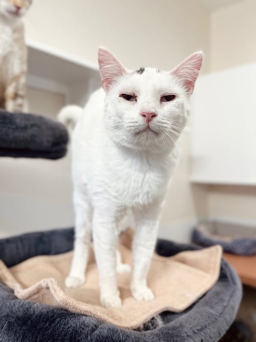 PENNY - Domestic Short Hair available for adoption