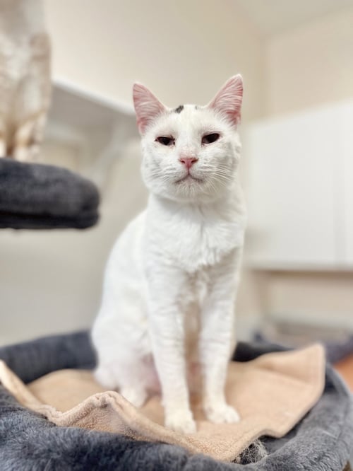 PENNY - Domestic Short Hair available for adoption