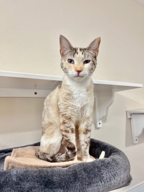 GRADY - Domestic Short Hair available for adoption