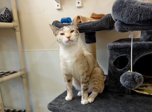 GRADY - Domestic Short Hair available for adoption