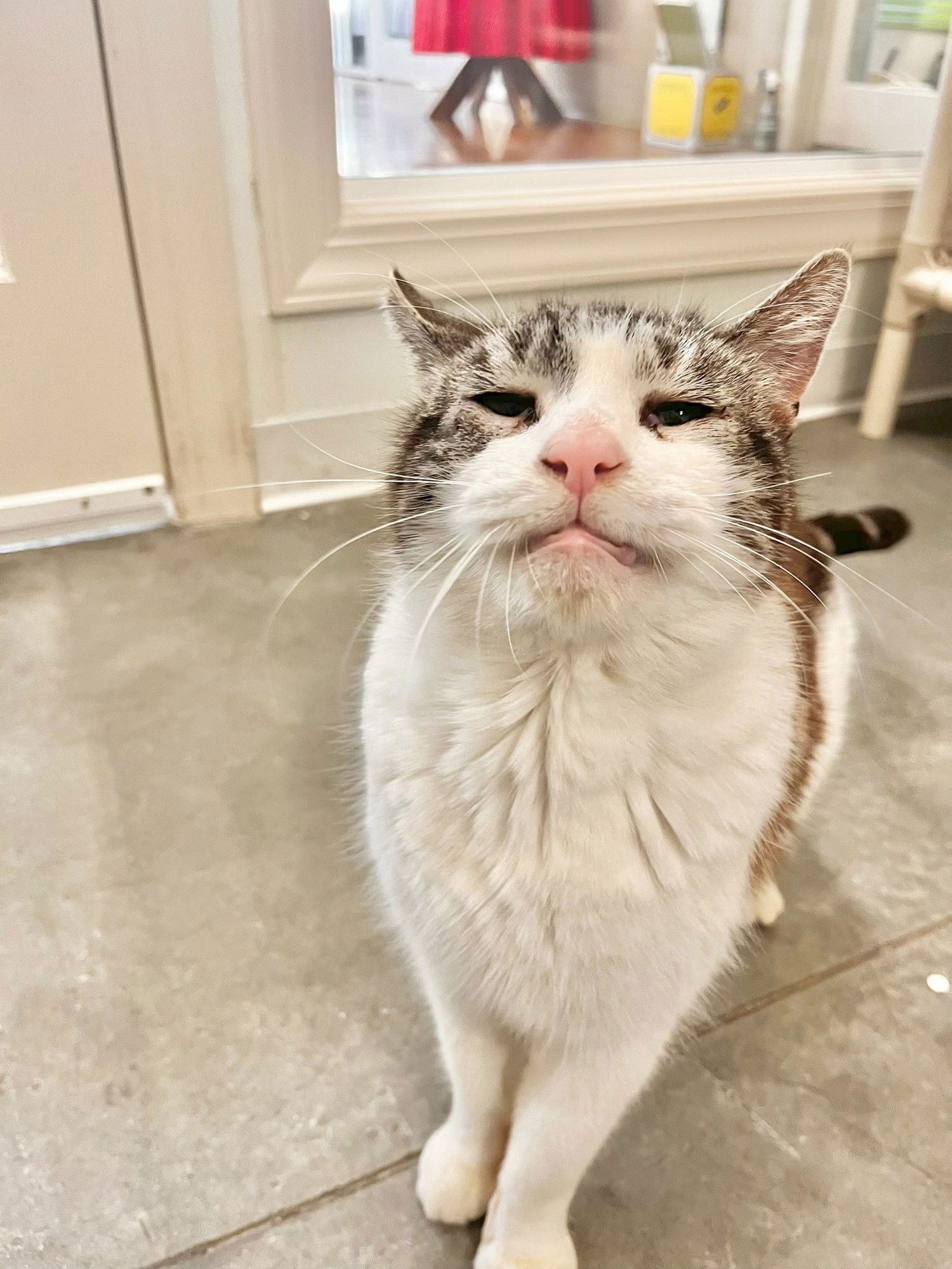 JIMMY - Domestic Short Hair available for adoption