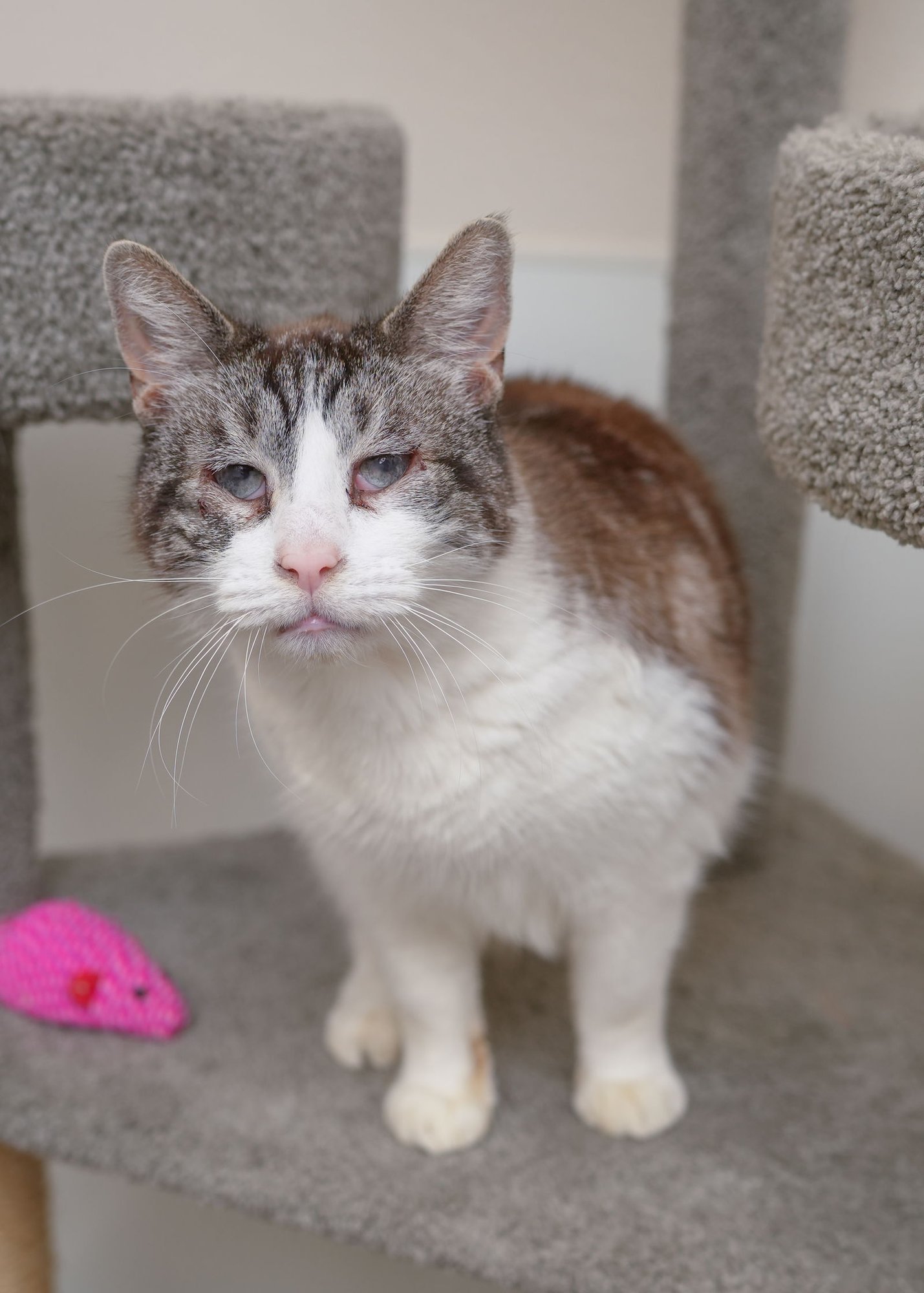 JIMMY - Domestic Short Hair available for adoption