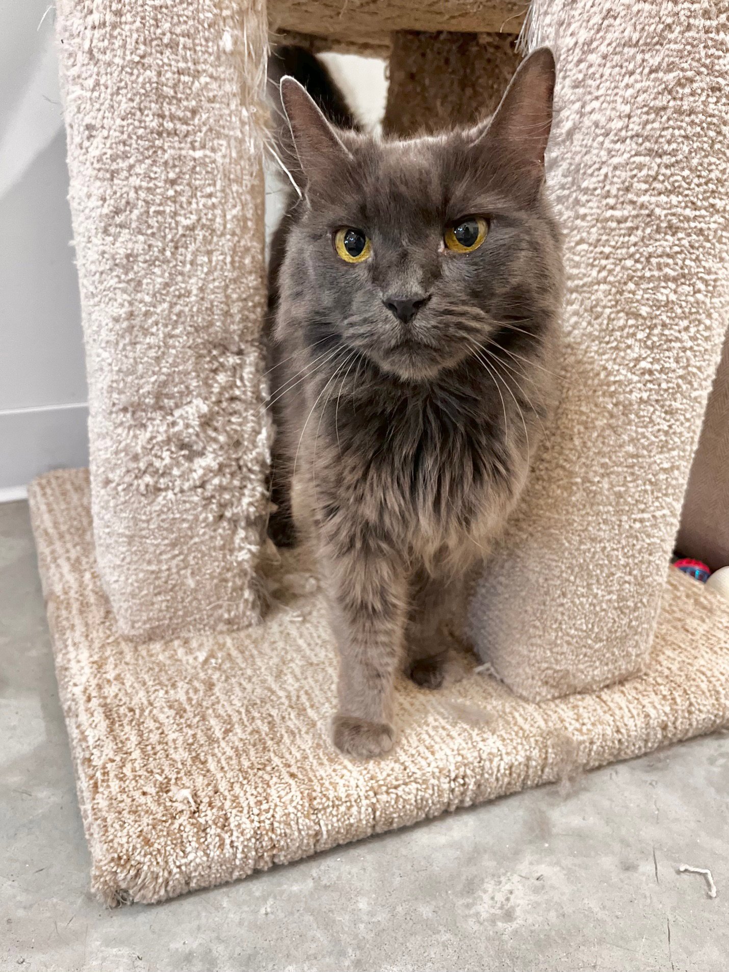 CHARLOTTE - Domestic Long Hair available for adoption