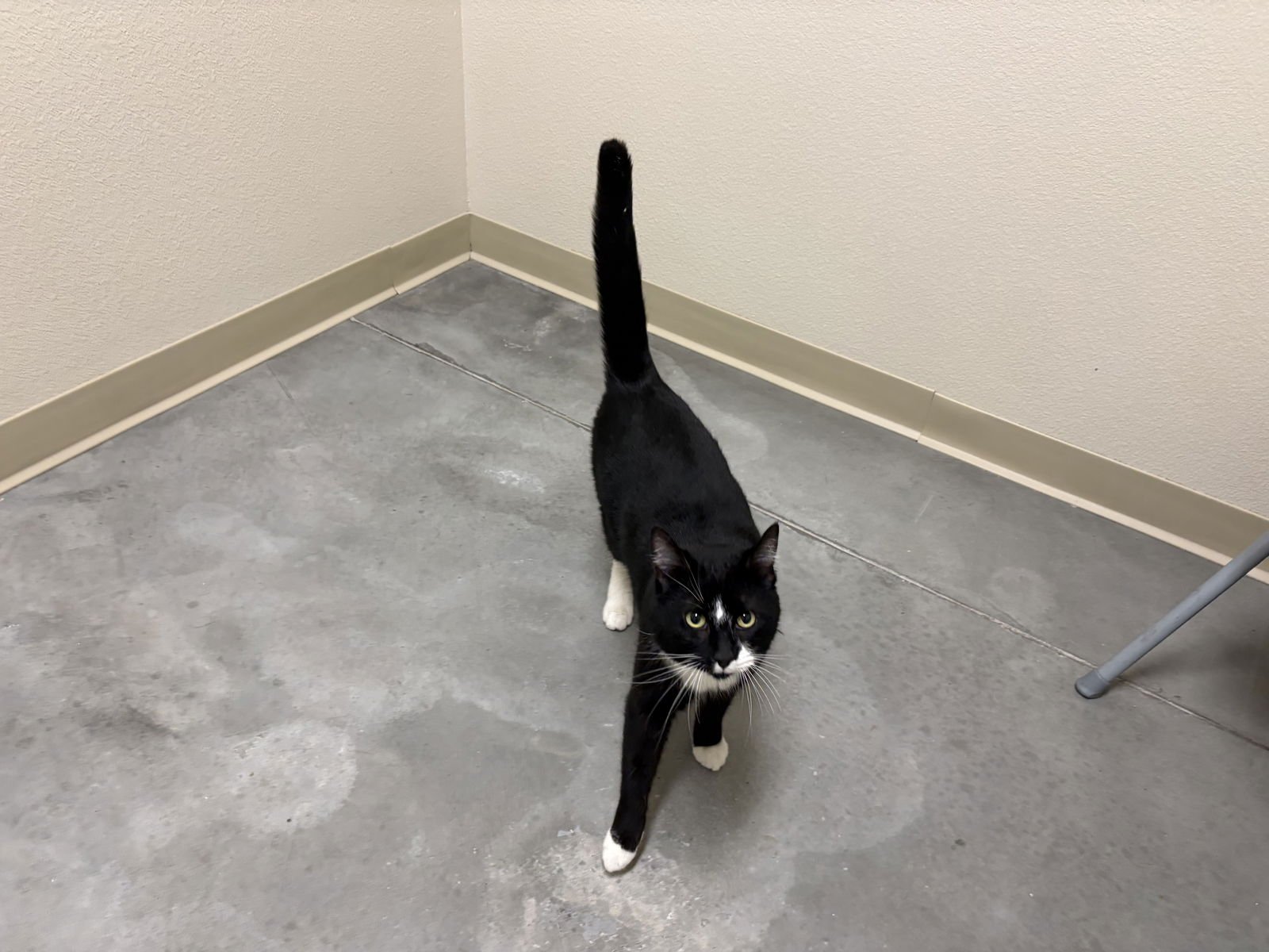 HAWKEYE - Domestic Short Hair available for adoption