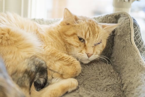 ROSLYN - Domestic Short Hair available for adoption