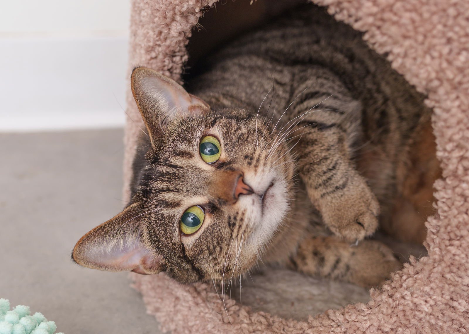 RORY - Domestic Short Hair available for adoption