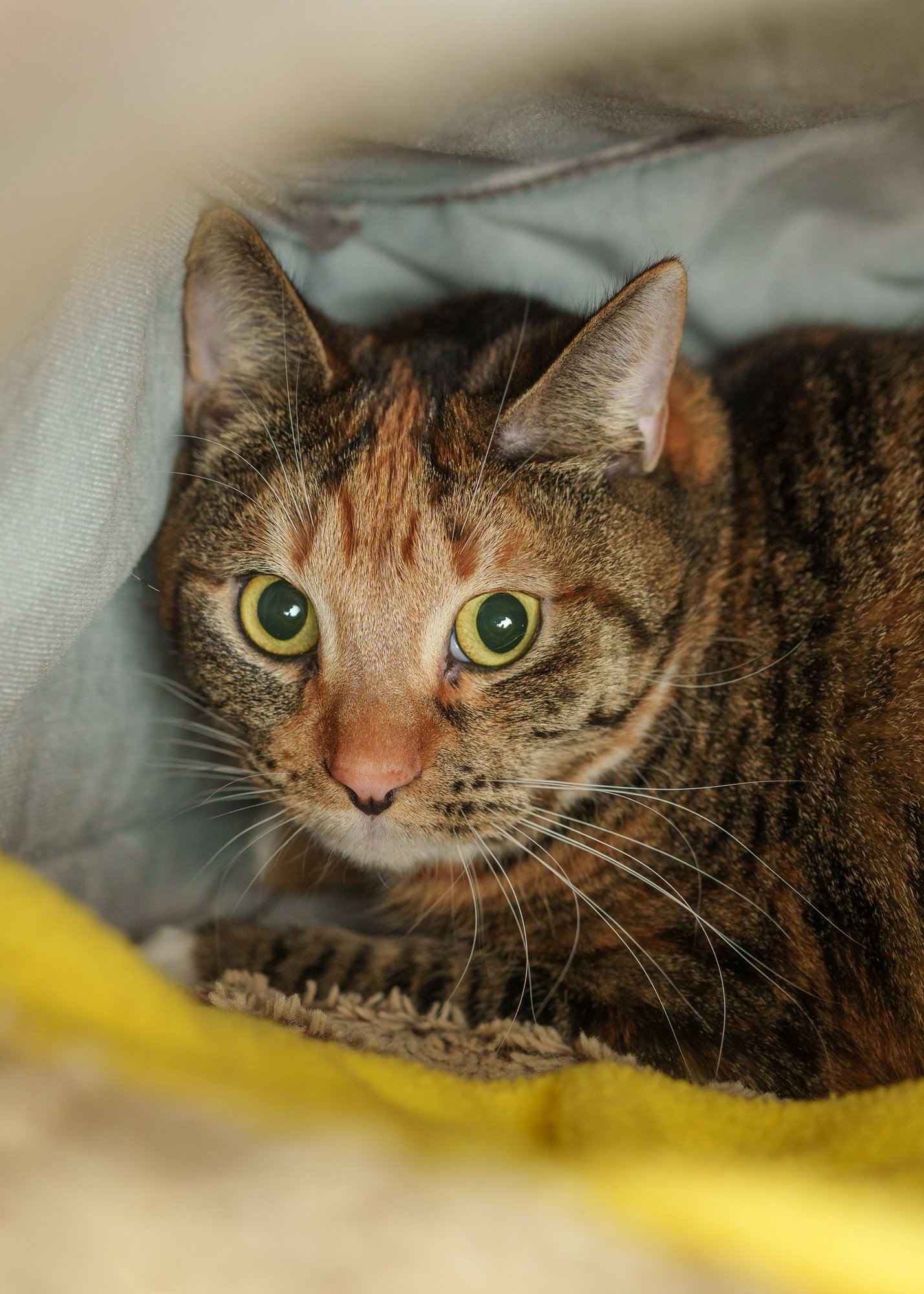 TORI - Domestic Short Hair / Torbie available for adoption