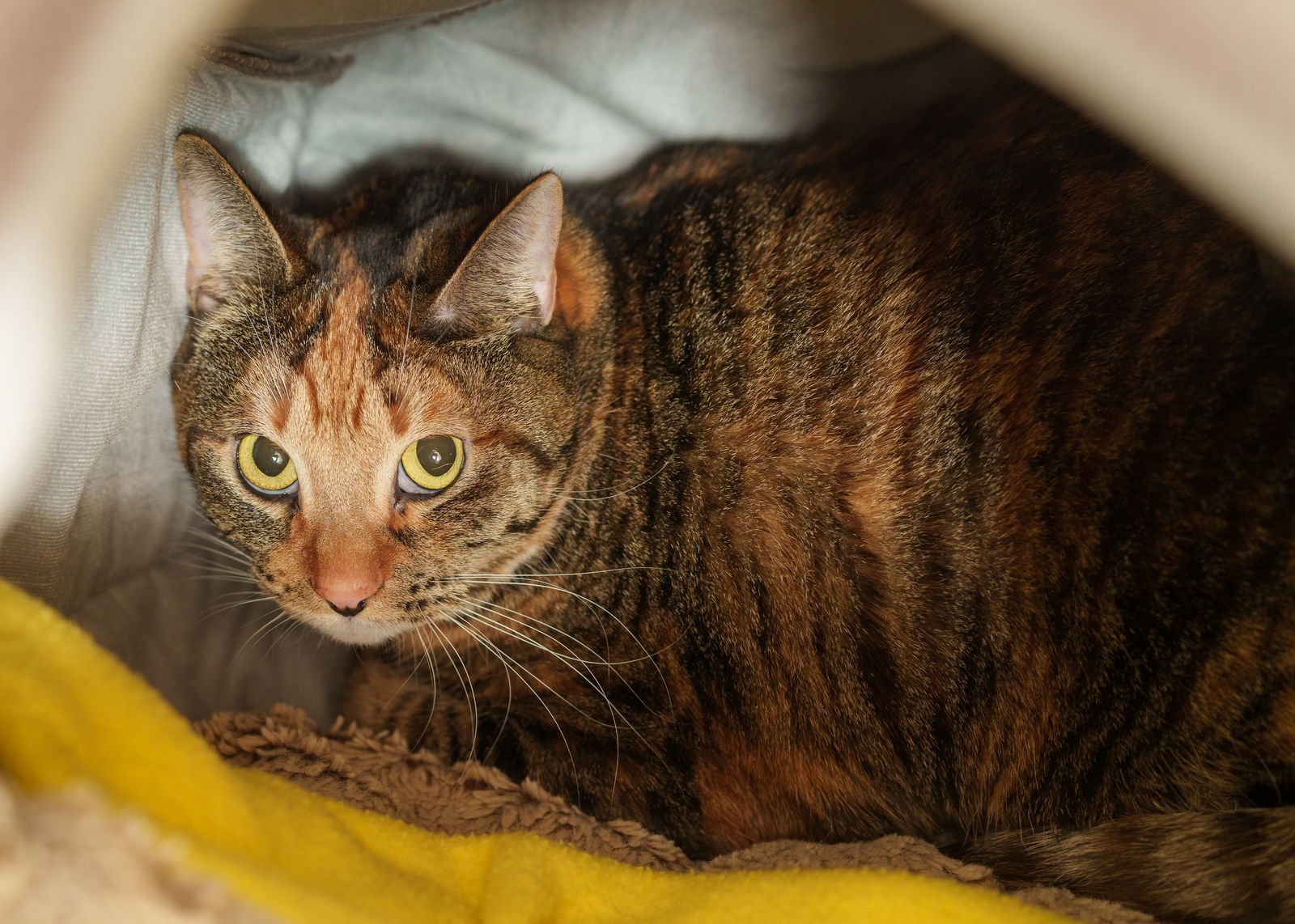 TORI - Domestic Short Hair / Torbie available for adoption