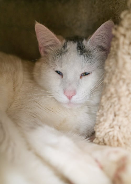 ALVIN - Domestic Short Hair for adoption in Nampa