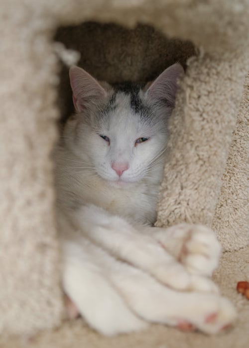 ALVIN - Domestic Short Hair available for adoption