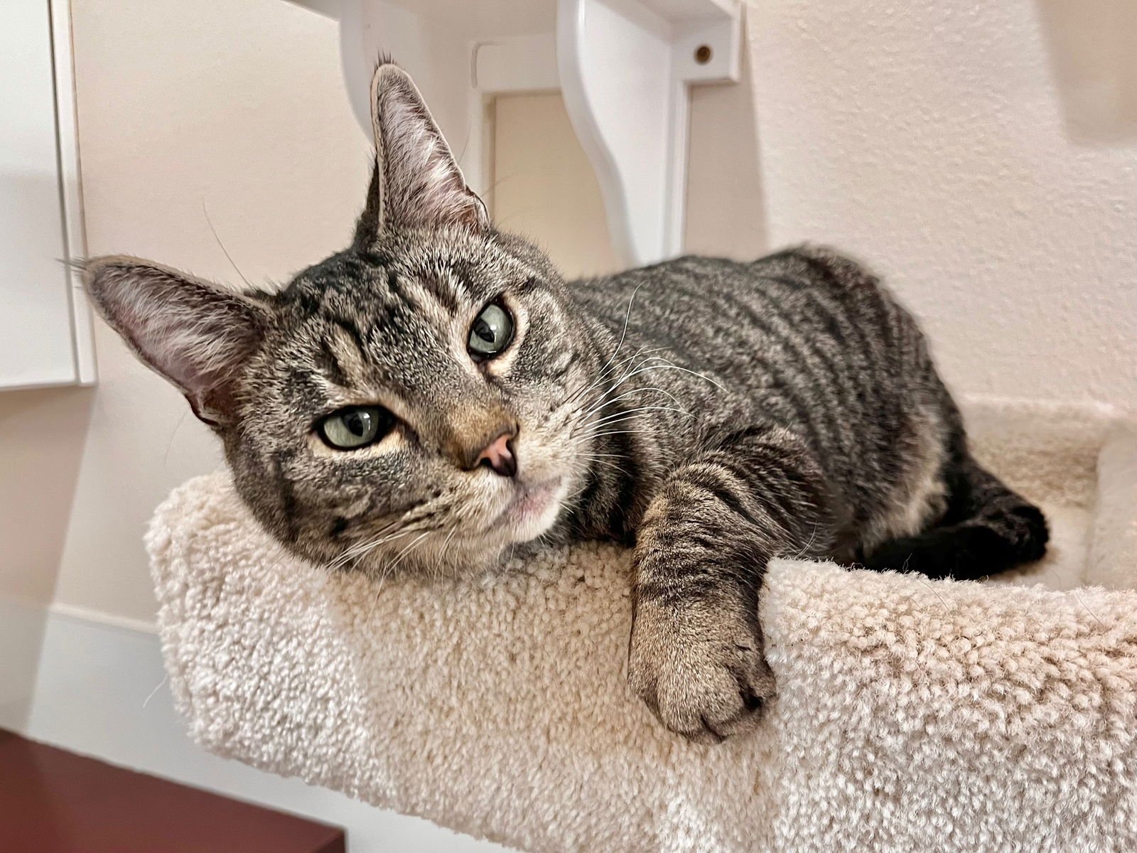 GEORGE - Domestic Short Hair for adoption in Boise