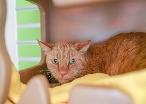 CHESTER - Domestic Short Hair available for adoption