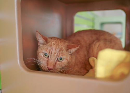 CHESTER - Domestic Short Hair available for adoption