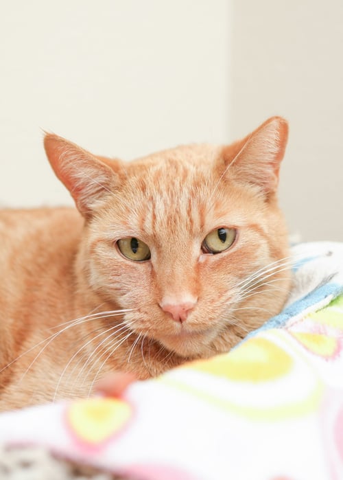 CHESTER - Domestic Short Hair available for adoption