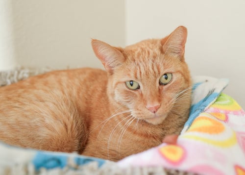 CHESTER - Domestic Short Hair available for adoption