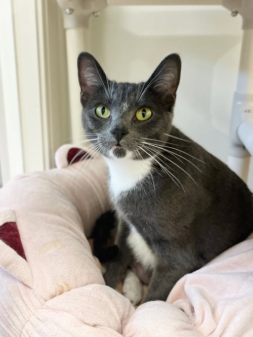 FERGIE - Domestic Short Hair available for adoption