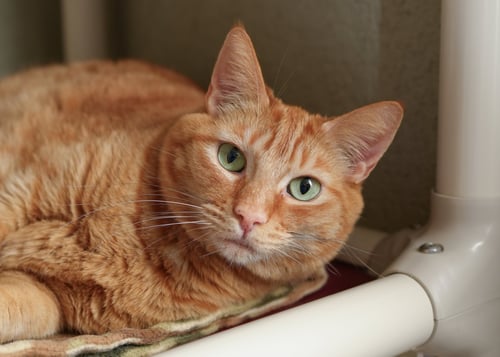 GENIE - Domestic Short Hair available for adoption