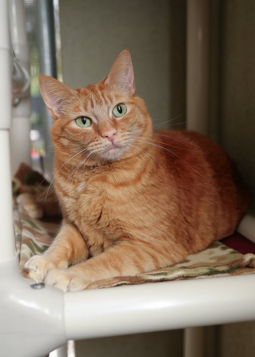 GENIE - Domestic Short Hair available for adoption