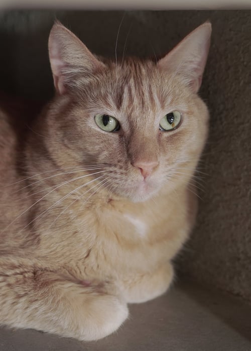 GERALD - Domestic Short Hair available for adoption