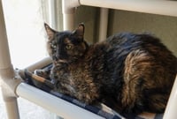 Priscilla - Photo 1