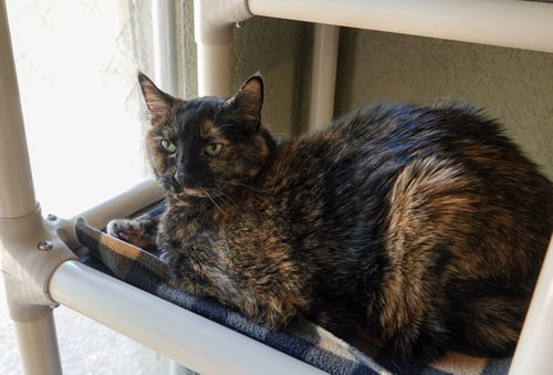 PRISCILLA - Domestic Short Hair available for adoption
