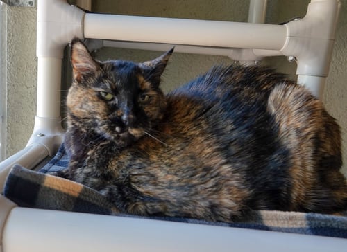 PRISCILLA - Domestic Short Hair available for adoption