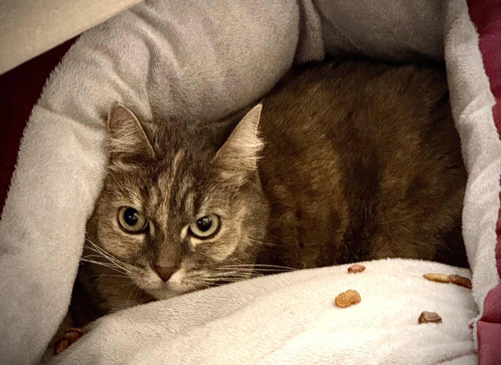 ROSE - Domestic Short Hair / Torbie available for adoption