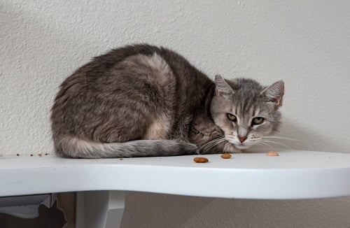 WHIMSEY LOU - Domestic Short Hair for adoption in Meridian