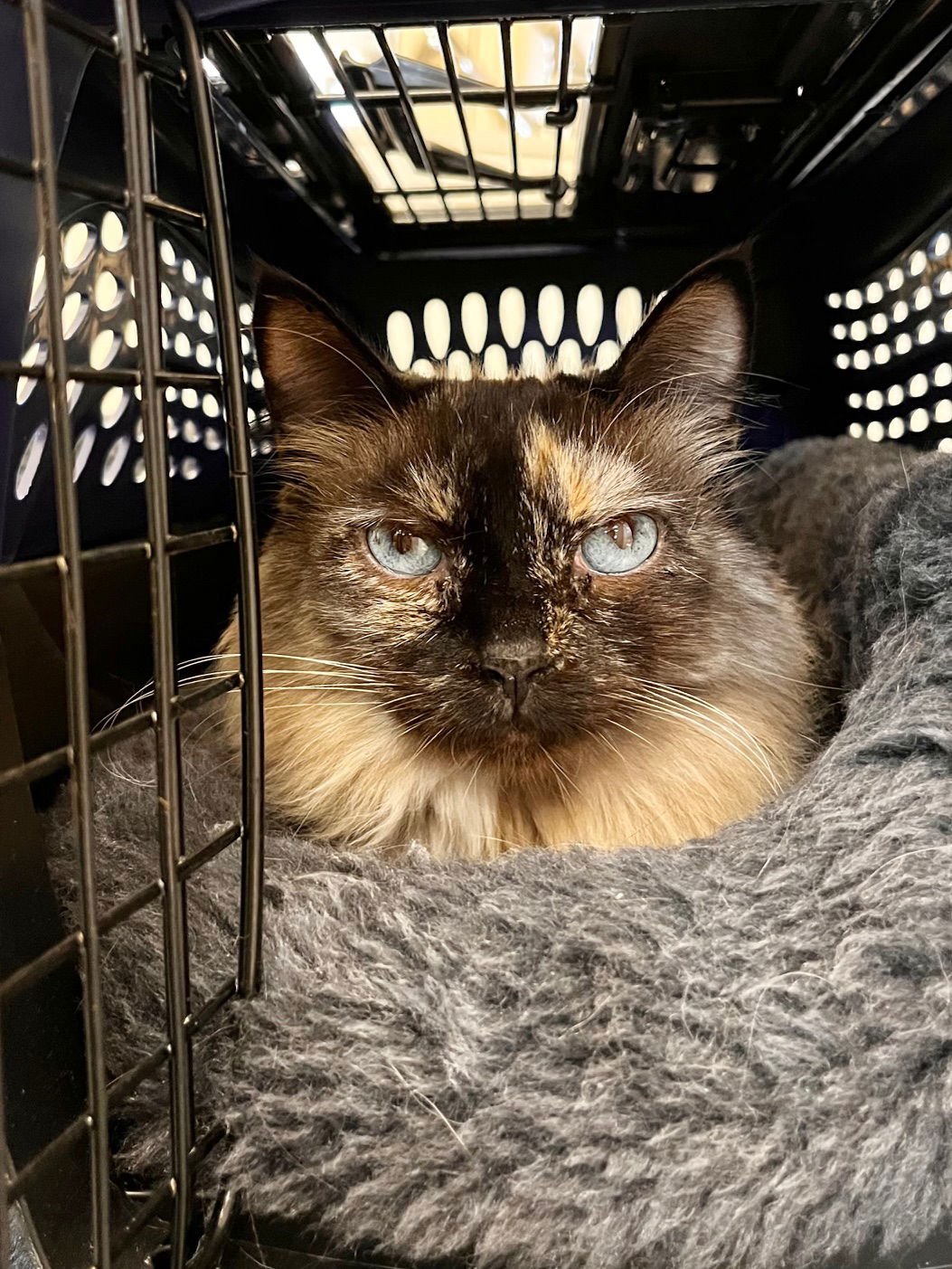 LUCY - Domestic Long Hair / Tortoiseshell available for adoption