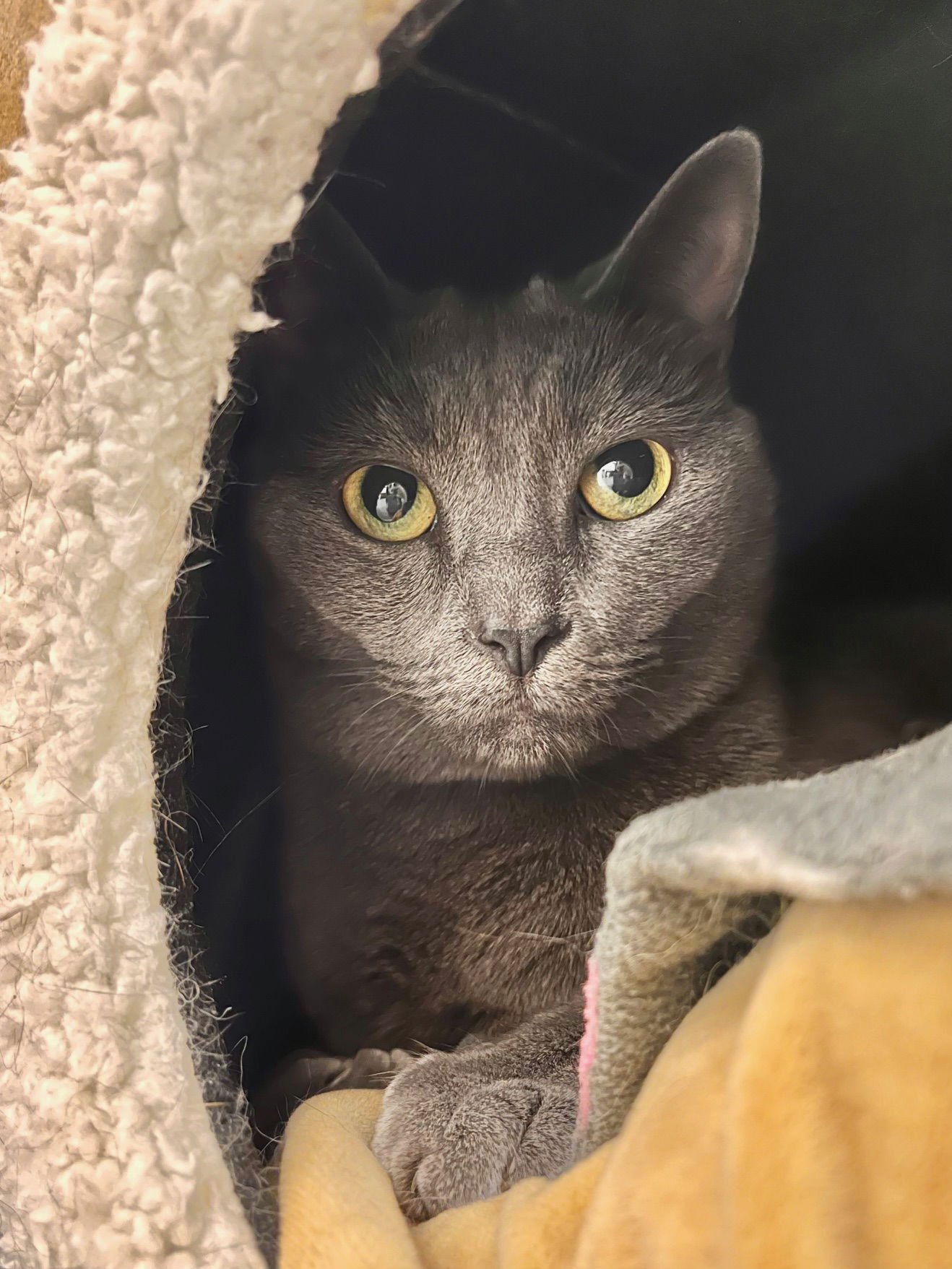 SKYE - Domestic Short Hair available for adoption