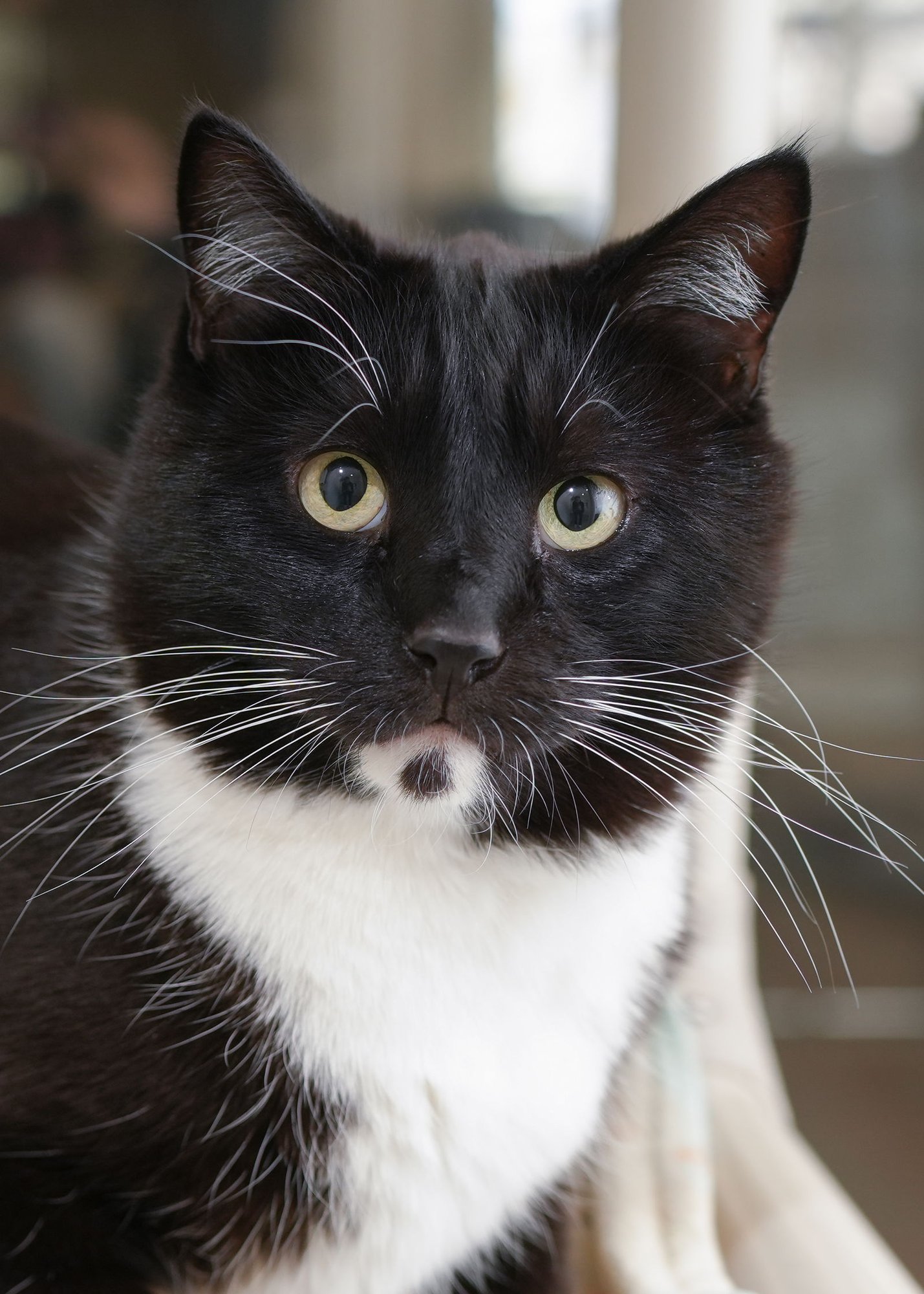 LOGAN - Domestic Short Hair available for adoption