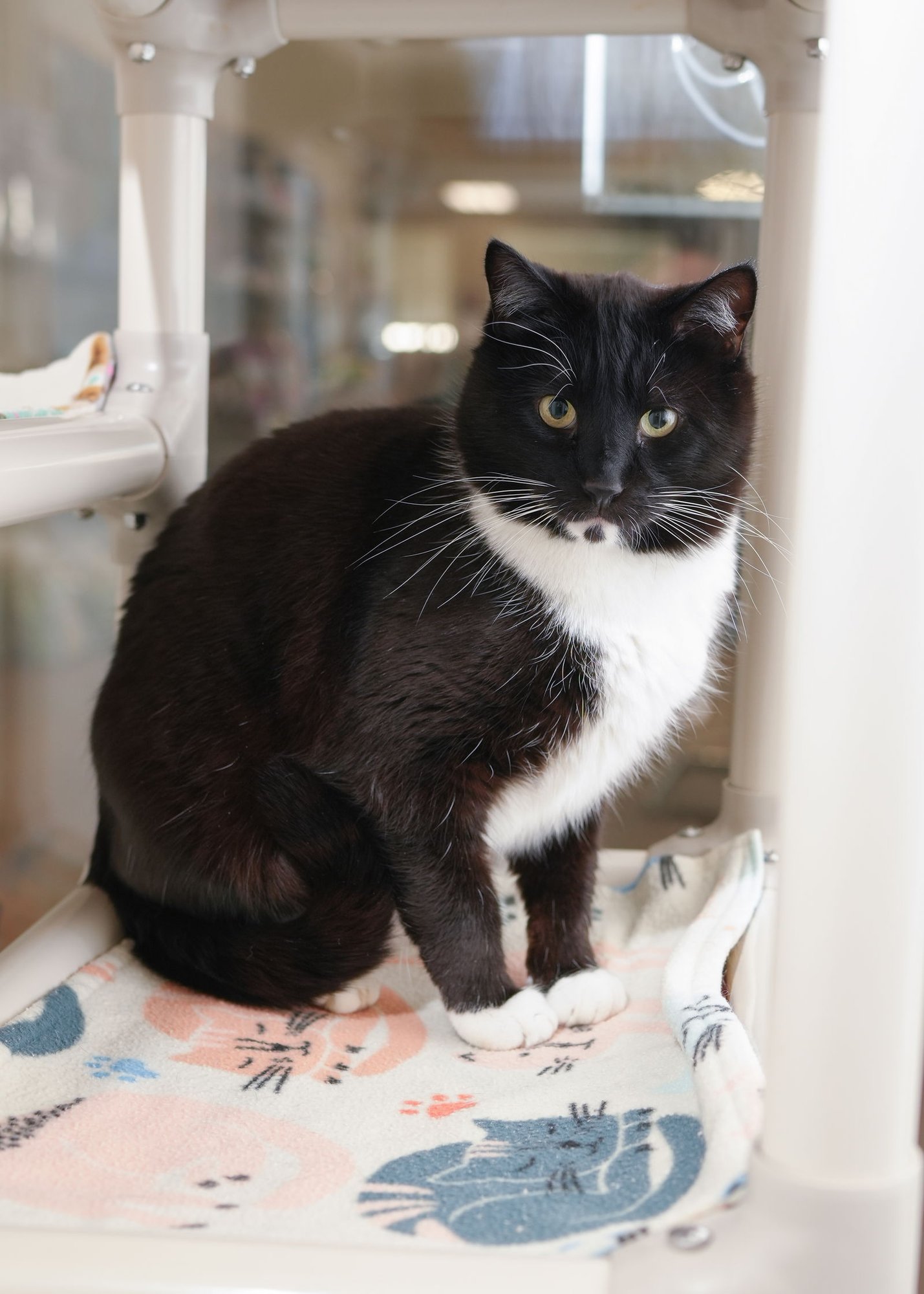 LOGAN - Domestic Short Hair available for adoption