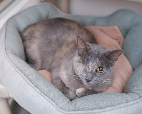 KAREN - Domestic Short Hair available for adoption