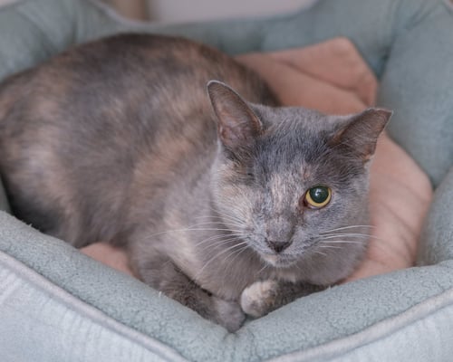 KAREN - Domestic Short Hair available for adoption